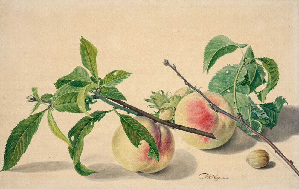 Still life with peaches and hazlenuts
