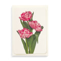 Greetings Card Pink Tulips
