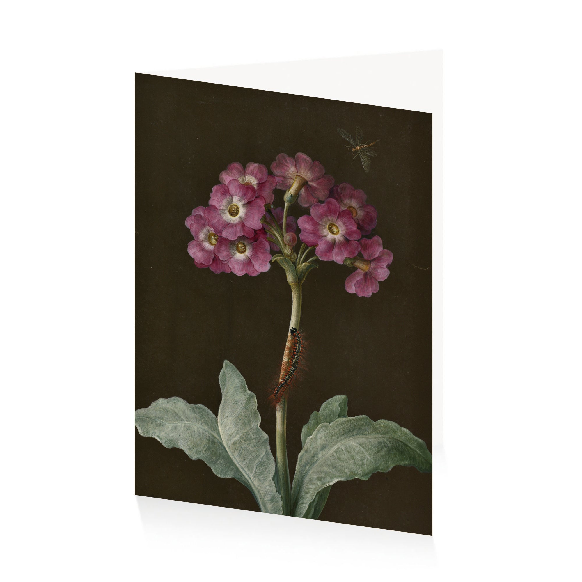Merian Primula Greetings Card